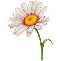 watercolor hand drawn colorful daisy flower png