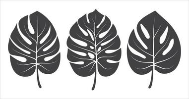 Monstera leaves icon set collection. Monstera tropical plant icon. Monstera deliciosa leaves icon pack . Vector illustration