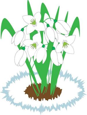 white snowdrops spring first flowers