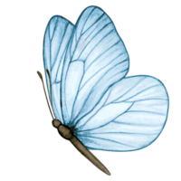 aquarelle main tiré papillon png