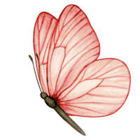 Watercolor hand drawn butterfly png