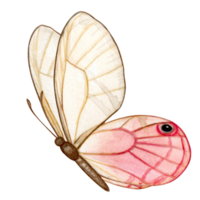 aquarelle main tiré papillon png