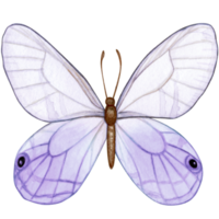 aquarelle main tiré papillon png