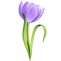 watercolor hand drawn colorful tulip png