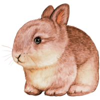 Watercolor and drawn realistic bunny png