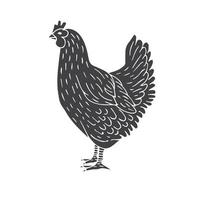 Vector hand drawn chicken hen