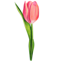 watercolor hand drawn colorful tulip png