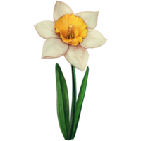 Watercolor hand drawn yellow daffodil flower png
