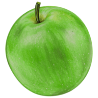 watercolor hand drawn realistic apples png