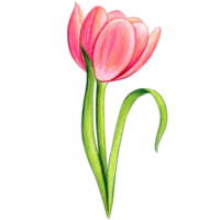 watercolor hand drawn colorful tulip png