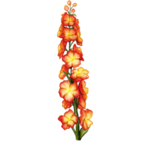 watercolor hand drawn delphinium flower branch png