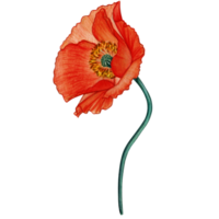 aquarelle main tiré pastel coquelicot fleur png