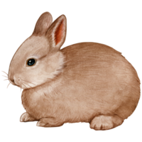 Watercolor and drawn realistic bunny png