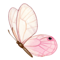 acuarela mano dibujado mariposa png
