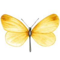 Watercolor hand drawn butterfly png