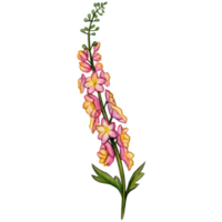 aquarelle main tiré delphinium fleur branche png