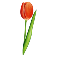 aguarela mão desenhado colorida tulipa png