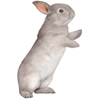 Watercolor and drawn realistic bunny png