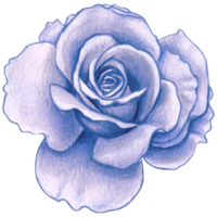 watercolor realistic rose hand drawn png