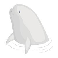 colored beluga illustration vector