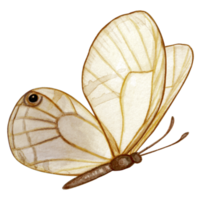Aquarell Hand gezeichnet Schmetterling png