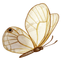 acuarela mano dibujado mariposa png