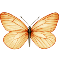 acuarela mano dibujado mariposa png