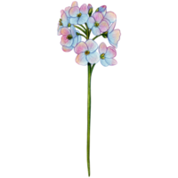 aguarela mão desenhado chuchu flor png