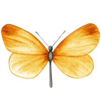 Watercolor hand drawn butterfly png