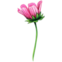 Watercolor pink cosmos flower png