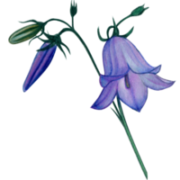 watercolor hand drawn harebell flowers png