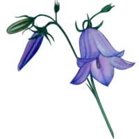 aguarela mão desenhado harebell flores png