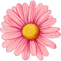 watercolor hand drawn colorful daisy flower png