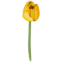 acuarela mano dibujado vistoso tulipán png