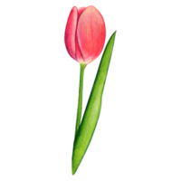 acuarela mano dibujado vistoso tulipán png