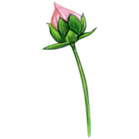Aquarell Rosa Kosmos Blume png