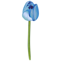 aguarela mão desenhado colorida tulipa png