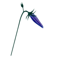 acquerello mano disegnato harebell fiori png