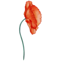 aquarelle main tiré pastel coquelicot fleur png