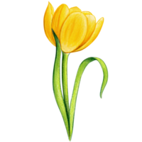 watercolor hand drawn colorful tulip png