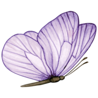 Watercolor hand drawn butterfly png