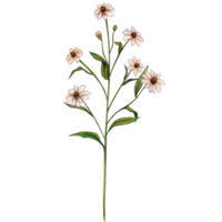 aguarela mão desenhado selvagem flores e ervas png