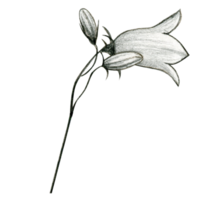 Aquarell Hand gezeichnet Glockenblume Blumen png
