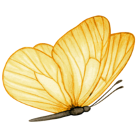 Watercolor hand drawn butterfly png