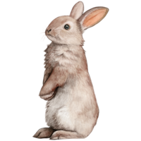 vattenfärg och dragen realistisk kanin png