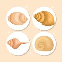 four engraved seashell vector