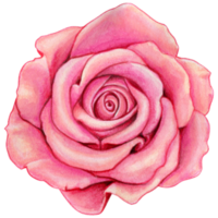 watercolor hand drawn rose png