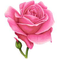 watercolor realistic rose hand drawn png