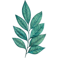 watercolor green leaves decoration png