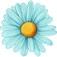 aquarelle main tiré coloré Marguerite fleur png